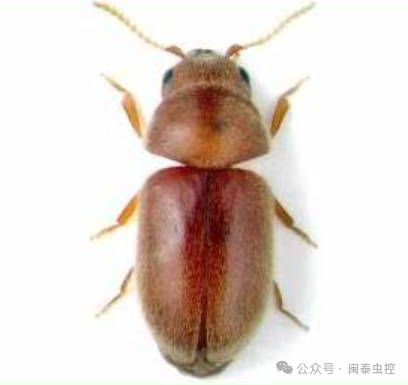 有害生物防制