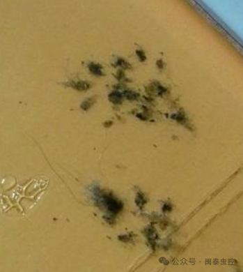 有害生物防制