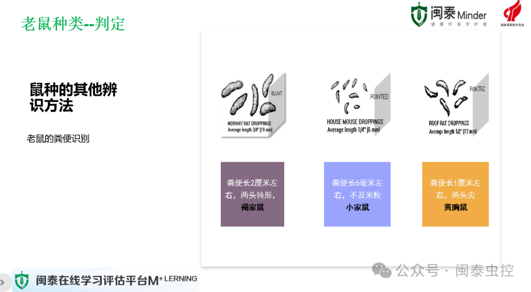 杀虫公司