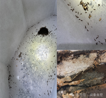 虫害防制