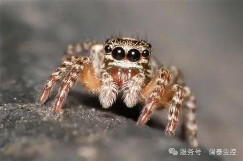 虫害防治