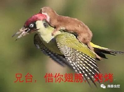虫害控制