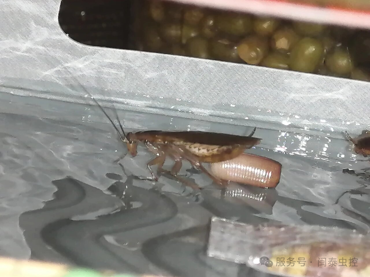 虫害防制