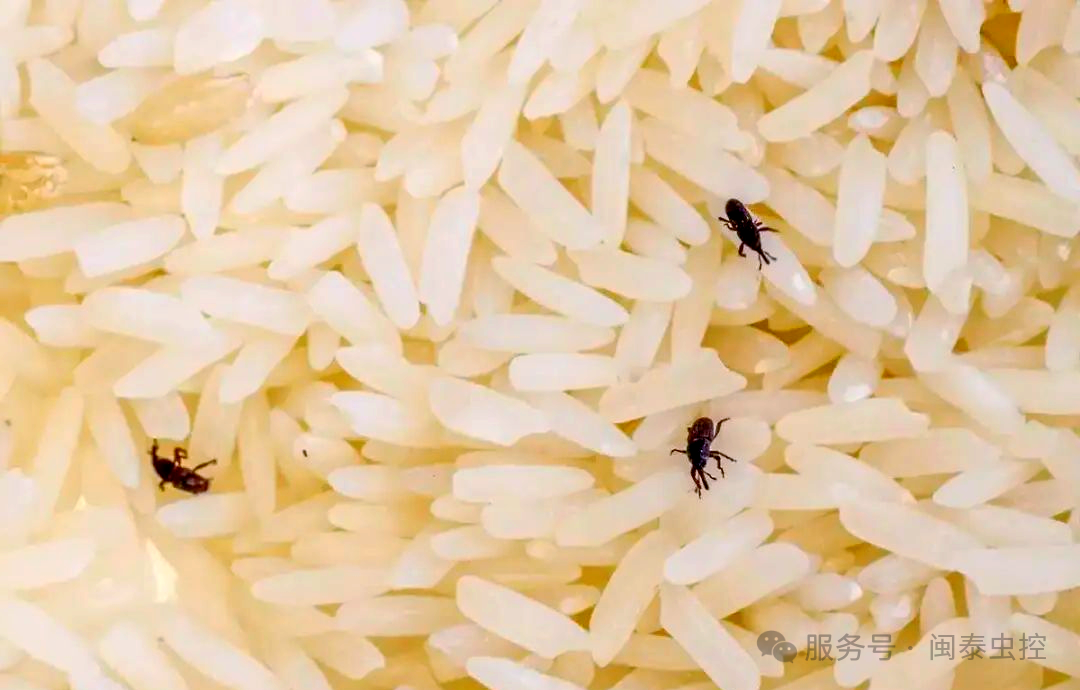 虫害防制