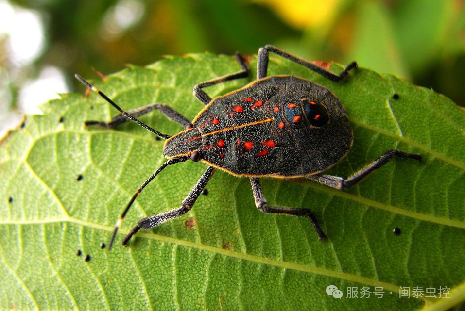 虫害防治